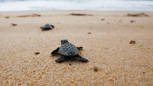 Loggerhead turtle hatchling