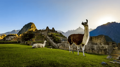 Llamas resting on a terrace during the first light on the ruins of the Incan city of Machu Picchu, Peru.