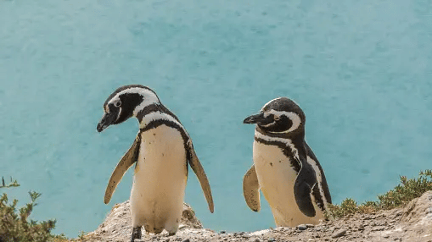 Puerto Madryn, Argentina