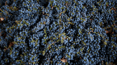 Yarra Valley Wineries 