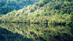 Reflections on the water, Gordon River, Strahan