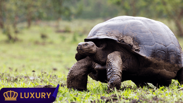 Galapagos Islands: Luxury Expedition Cruise 2026