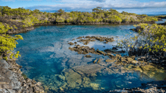 Mangrove bay