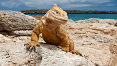 Land Iguana