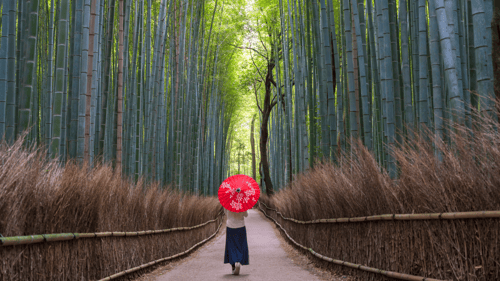 bamboo forest in kyoto