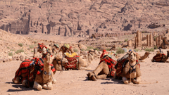 Camel ride Petra