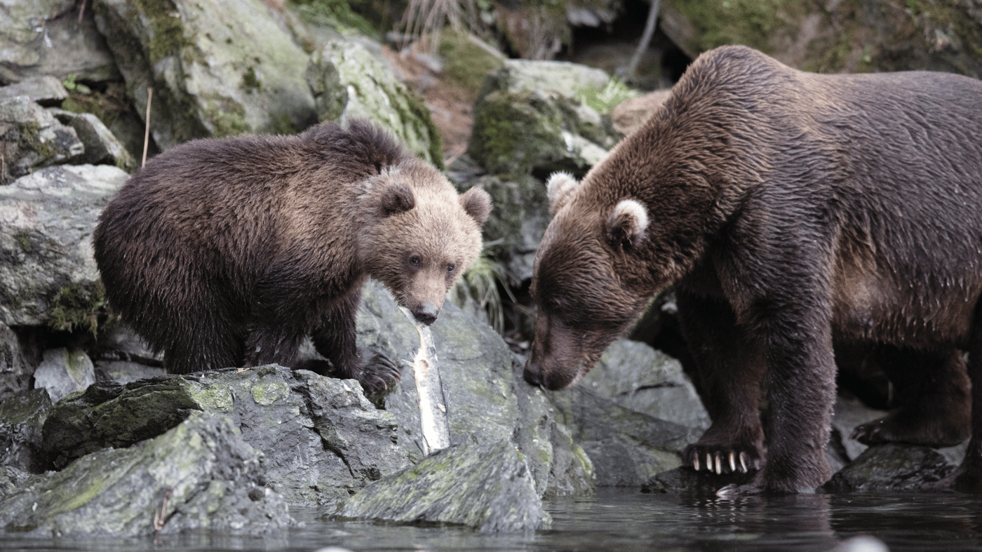 Kodiak Bear - Kodiak, Alaska, US