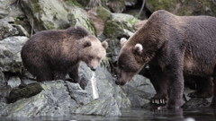 Kodiak Bear - Kodiak, Alaska, US