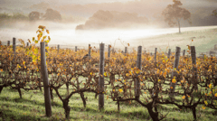 Margaret River