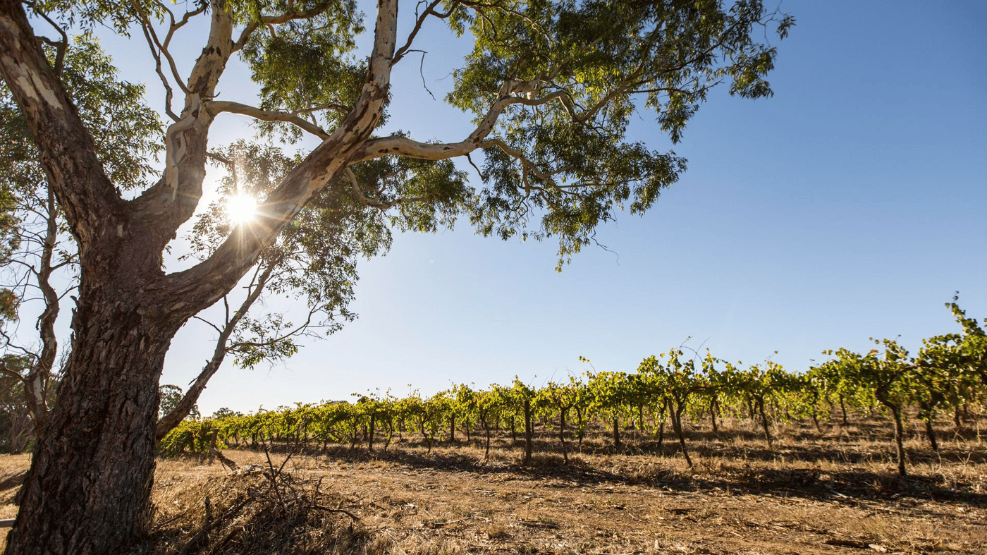 Sample fine South Australian wines