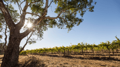 Sample fine South Australian wines