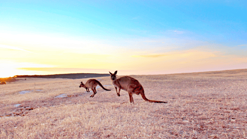 Kangaroo Island