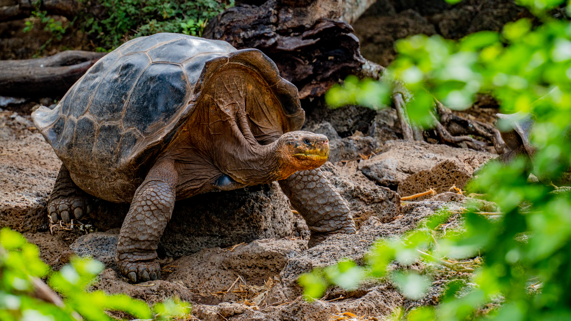 Giant Tortoise on Santa Cruz Island, Galápagos archipelago, Ecuador