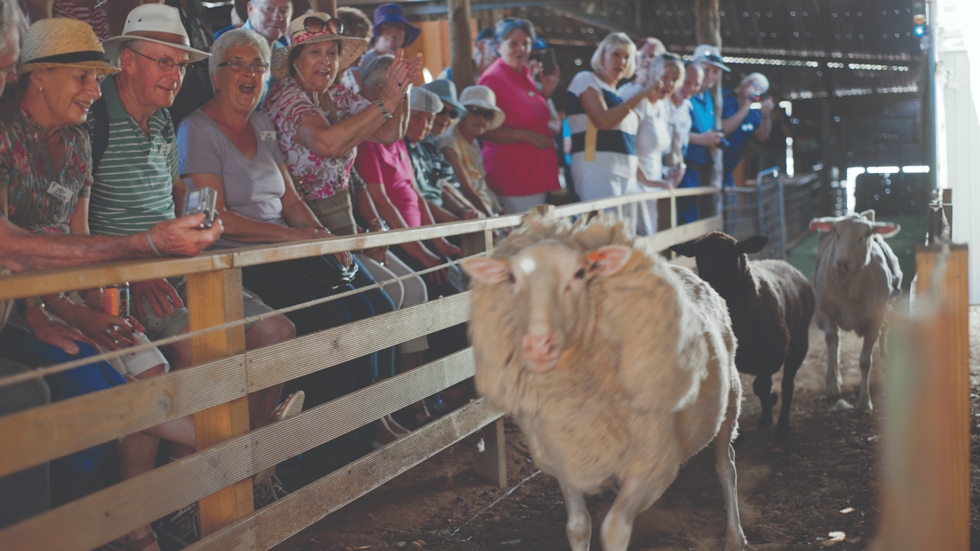 Watch the Sunnydale Woolshed Show