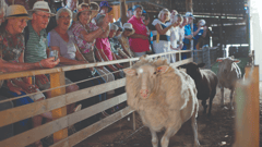 Watch the Sunnydale Woolshed Show