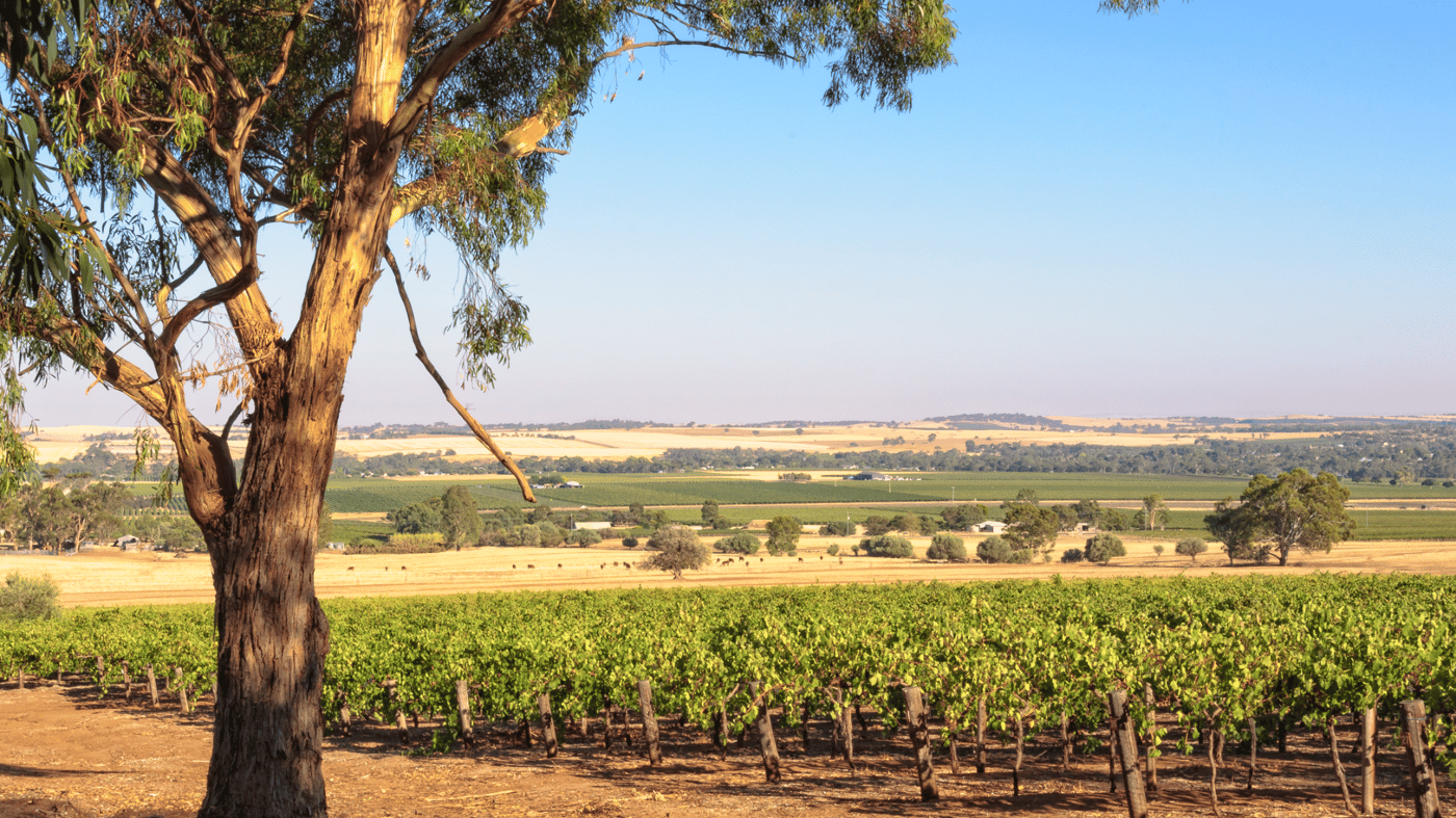 Experience a full day Barossa food and wine tour