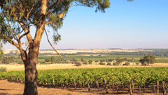 Experience a full day Barossa food and wine tour