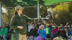 See the BIrds of Prey at Raptor Domain