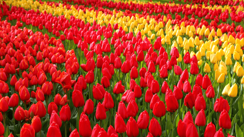 Tulip gardens of Keukenhof