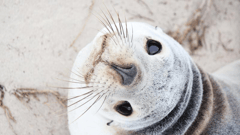 Meet the famous sea lions at Seal Bay Conservation Park