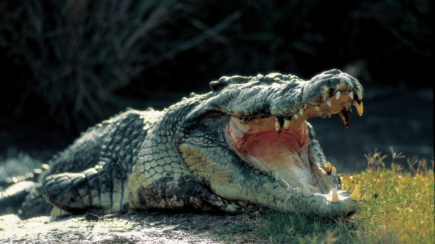 Koorana Crocodile farm