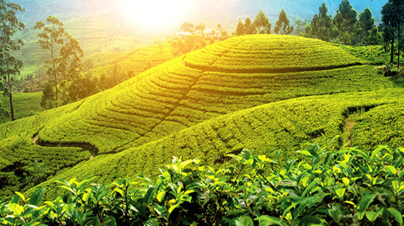 Tea Plantation