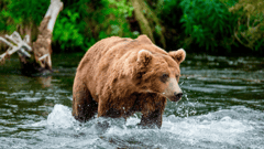 Alaska
