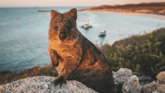 Meet the quokkas on Rottnest Island