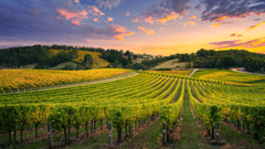 Barossa Valley