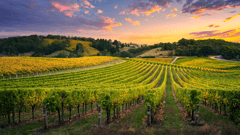 Barossa Valley, Australia
