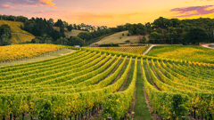 Barossa Valley