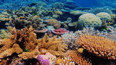 Great Barrier Reef
