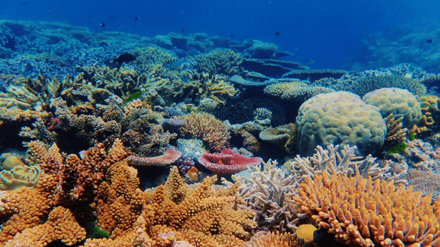 Queensland & Great Barrier Reef Cruise - Brisbane Roundtrip (Mar 2027)