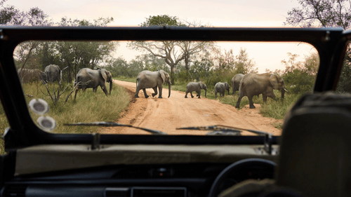 Elephants at Kruger National Park