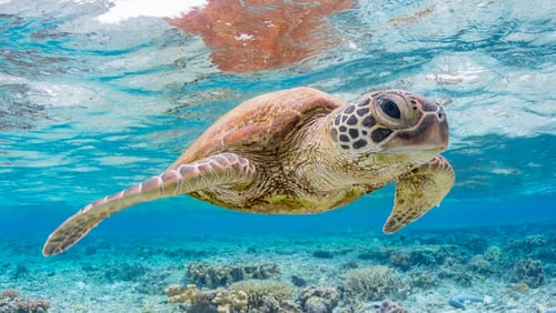 Green Turtle - Great Barrier Reef