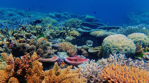 Great Barrier Reef