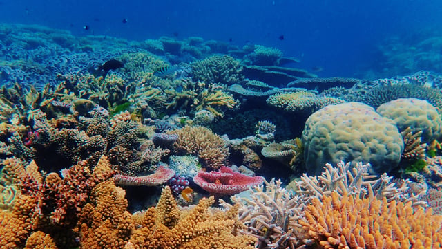 Reef Wonders of Queensland Cruise (2028)