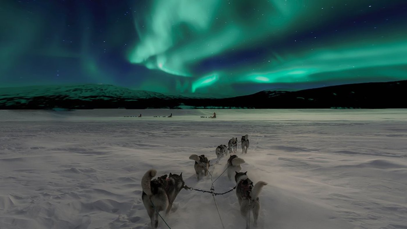 Dog Sledding