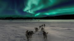 Dog Sledding