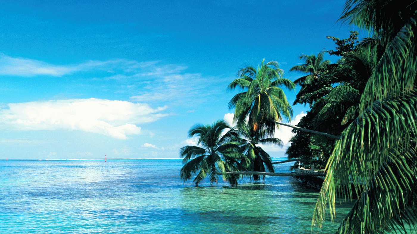 French Polynesia, Tahiti, Moorea Island, Palms leaning over sea