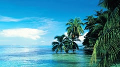 French Polynesia, Tahiti, Moorea Island, Palms leaning over sea