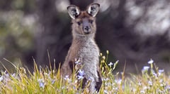 Kangaroo 