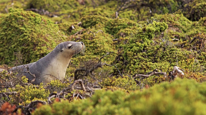 Kangaroo Island Sealion