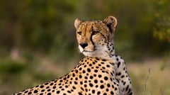 Cheetah 