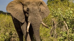 Elephant 