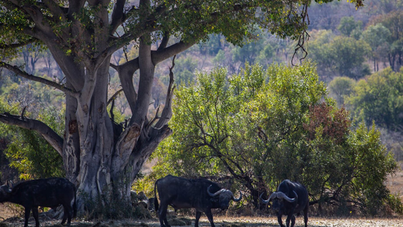 Wild Ox 