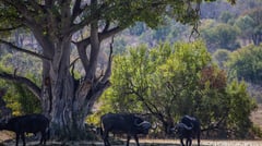 Wild Ox 