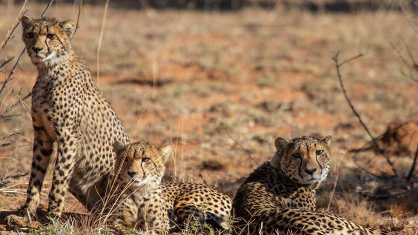 Leopards 
