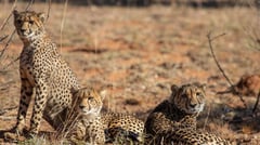 Leopards 