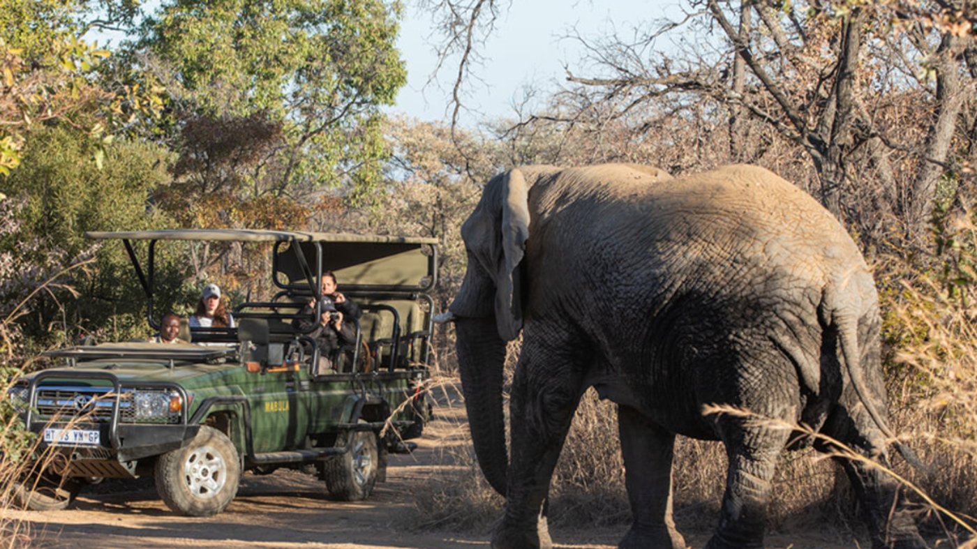 Wildlife Safaris 